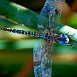 Bevezetés a Génkulcsokba